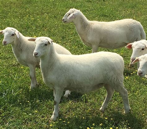 have pure Australian White Sheep and Embryos available year around for private sale. . Royal white sheep for sale near me